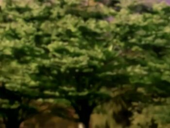  00s 1girl 2006 animated anime_screenshot anus ass bible_black bible_black_only breasts cum cum_in_container cum_in_cup cum_in_pussy cumdrip cup female_pubic_hair kurimoto_maki large_breasts nipples outdoors partially_undressed pubic_hair pussy short_hair sound sportswear spread_legs spread_pussy sweatband swept_bangs tagme tennis_shoes tennis_uniform tree uncensored vaginal video  rating:Explicit score:4 user:Jellende2065