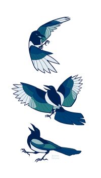  animal animal_focus artist_name beak bird commentary commission english_commentary flying jemma_salume magpie original simple_background talons white_background wings 
