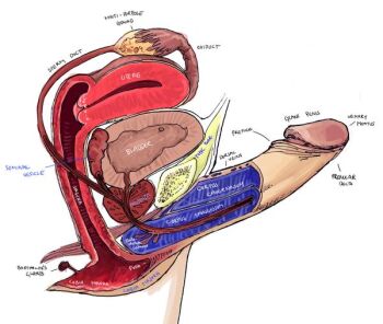  1boy male_focus penis reproductive_system tagme x-ray  rating:Explicit score:24 user:koichimiyazaki