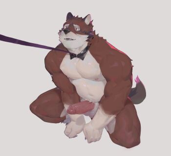 1boy animal_ears bara belly coffeedemise detached_collar echo_(visual_novel) echo_project erection fangs furry furry_male highres leash leo_alvarez looking_at_another male_focus navel nipples open_mouth pectorals penis red_eyes tail topless_male white_background wolf_boy wolf_ears wolf_tail