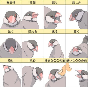 bad_id bad_pixiv_id bird cheek_poking multiple_expressions java_sparrow ma_(2ql) multiple_views no_humans original poking simple_background white_background
