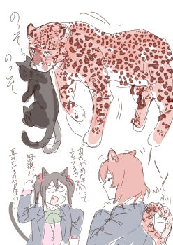 Rule 34 | 2girls, absurdres, anger vein, animal ears, animalization, black cat, black hair, blazer, blue jacket, bow, bowtie, cardigan, cat, cat ears, cat girl, cat tail, closed eyes, commentary request, ear wiggle, fang, green bow, green bowtie, highres, inazuma (elect line), jacket, kemonomimi mode, leopard, leopard ears, leopard girl, leopard tail, love live!, love live! school idol project, medium hair, multiple girls, nishikino maki, open clothes, open jacket, open mouth, otonokizaka school uniform, person and animalization, pink cardigan, pointing, pointing up, red hair, school uniform, scruffing, simple background, tail, translation request, twintails, white background, winter uniform, yazawa nico