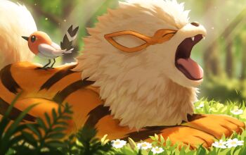 Rule 34 | animal focus, arcanine, black fur, blurry, blurry background, closed mouth, contest winner, fangs, fletchling, flower, gen 1 pokemon, gen 6 pokemon, grass, nintendo, no humans, open mouth, orange fur, outdoors, pokemon, pokemon (creature), pokemon focus, pokemon tcg, rend, second-party source, striped fur, sunlight, tongue, white flower, yellow fur