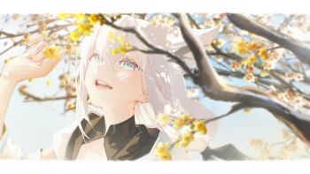 1girl absurdres animal_ear_fluff animal_ears aqua_eyes border braid commentary_request crossed_bangs double-parted_bangs extra_ears flower fox_ears fox_girl gold_osmanthus highres hololive hyde_(tabakko) long_hair looking_at_viewer low-tied_long_hair osmanthus outdoors shirakami_fubuki shirakami_fubuki_(1st_costume) side_braid sidelocks single_braid solo virtual_youtuber white_border white_hair