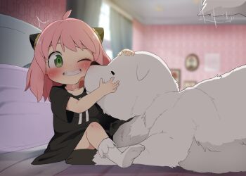 1girl anya_(spy_x_family) bed bedroom black_dress blush bond_(spy_x_family) chair clenched_teeth commentary_request curtains dagasi dog dress great_pyrenees green_eyes grin hairpods highres indoors licking motion_lines on_bed one_eye_closed pink_hair short_hair sitting smile socks spy_x_family table tail tail_wagging teeth white_socks window