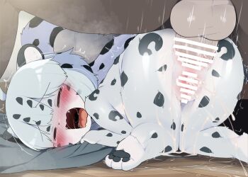 1boy 1girl ahoge anal animal_ears anus ass blue_eyes blue_fur blue_hair blush body_fur censored classroom closed_eyes clutching_blanket completely_nude cum cum_in_ass cum_in_pussy cum_on_body cum_on_legs dagasi feet floor furry furry_female furry_with_furry hetero highres leopard_ears leopard_girl leopard_tail loli nude open_mouth pawpads penis pussy pussy_juice pussy_juice_puddle sex snow_leopard tail tears testicles trembling yuki-chan_(dagashi)