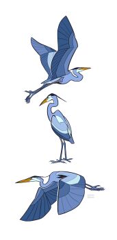 Rule 34 | animal, animal focus, artist name, beak, bird, commentary, english commentary, flying, heron, highres, jemma, no humans, original, simple background, talons, white background, wings