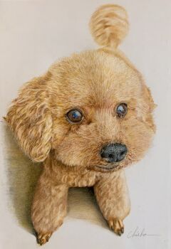 animal animal_focus brown_eyes chie_t19690428 colored_pencil_(medium) dog highres looking_at_viewer no_humans original photorealistic poodle realistic signature traditional_media white_background