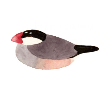 ^_^ animal animal_focus artist_name bird closed_eyes closed_eyes finch from_side full_body hirasawa_minami java_sparrow lowres no_humans no_lineart original profile simple_background sleeping solo white_background