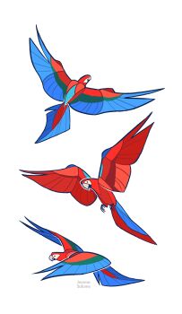 Rule 34 | animal, animal focus, artist name, beak, bird, commentary, english commentary, flying, highres, jemma, macaw, multiple views, no humans, original, parrot, simple background, talons, white background, wings
