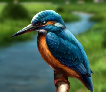 animal animal_focus bird blurry blurry_background commentary_request common_kingfisher day depth_of_field highres no_humans original outdoors river user_mygw4732