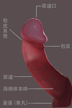 absurdres bad_id bad_pixiv_id brown_background chinese_commentary chinese_text close-up commentary_request disembodied_penis erection highres male_focus original penis qizhu simple_background solo_focus translated uncensored veins veiny_penis