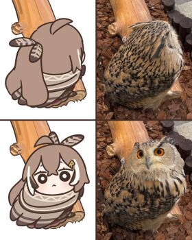 Rule 34 | 1girl, ahoge, bird, bloodymoonia, brown hair, feather hair ornament, feathers, hair ornament, highres, hololive, hololive english, log, long hair, multicolored hair, nanashi mumei, owl, photo inset, ponytail, streaked hair, virtual youtuber