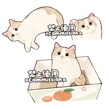 Rule 34 | animal, animal focus, animal hands, box, brown eyes, cat, commission, fluffy, food, fruit, full body, in box, in container, looking at viewer, lying, mihuashi commission, multiple views, no humans, orange (fruit), orange slice, original, simple background, sitting, watermark, white background, xiao bo kuai kuai