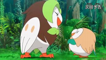 animated animated_gif anime_screenshot bird closed_eyes dartrix gen_7_pokemon glaring lightning_glare nintendo no_humans outdoors owl pokemon pokemon_(anime) pokemon_(creature) pokemon_sm_(anime) rivalry rowlet