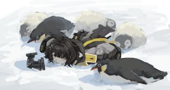 1girl arknights arknights:_endfield bird black_coat black_hair blue_eyes capucino_art chinese_commentary coat commentary_request day emperor_penguin endministrator_(arknights) female_endministrator_(arknights) full_body hair_intakes highres hood hood_down hooded_coat long_sleeves lying mask no_mask on_stomach outdoors penguin short_hair snow solo