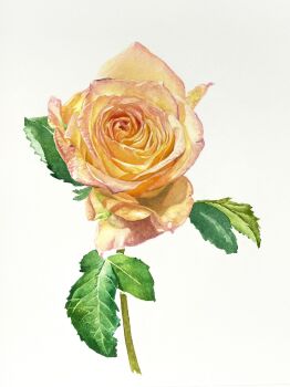 absurdres flower flower_focus highres iazmfyfu6kxj2aa leaf no_humans object_focus orange_flower orange_rose original painting_(medium) plant plant_focus rose still_life traditional_media watercolor_(medium) white_background