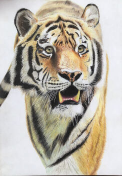 Rule 34 | absurdres, animal, animal focus, colored pencil (medium), commentary request, highres, no humans, ohp95kg, original, photorealistic, realistic, simple background, tiger, traditional media, white background