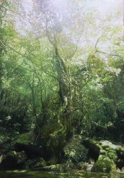 Rule 34 | absurdres, forest, hashtag-only commentary, highres, hill, naohiro ito, nature, no humans, oil painting (medium), original, outdoors, painting (medium), photorealistic, plant, plant focus, plant roots, realistic, scenery, traditional media, tree