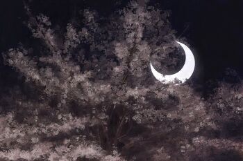 clear_sky commentary crescent dark english_commentary highres moon night no_humans original painterly revol4357 scenery sky tree