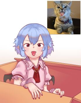 1girl ascot bat_wings blue_hair box brooch cardboard_box cat collar commentary derivative_work dress english_commentary female_focus frilled_shirt_collar frilled_sleeves frills hair_between_eyes highres in_box in_container jewelry looking_at_viewer name_tag photo-referenced photo_inset pointy_ears puffy_short_sleeves puffy_sleeves red_eyes reference_inset reference_photo reference_work remilia_scarlet short_hair short_sleeves simple_background solo tongue tongue_out touhou wings wrist_cuffs yoruny