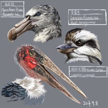 animal_focus bird blue_eyes brown_eyes commentary_request dated english_text grey_background highres kookaburra kookaburrarex latin_text laughing_kookaburra marabou_stork no_humans northern_giant_petrel original petrel stork translation_request yellow_eyes