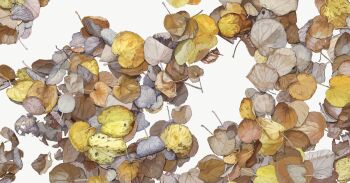 autumn_leaves commentary_request leaf no_humans original plant plant_focus simple_background sunoji08 white_background