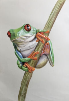 Rule 34 | absurdres, animal, animal focus, commentary request, frog, highres, no humans, ohp95kg, original, photorealistic, realistic, red-eyed tree frog, simple background, traditional media, white background