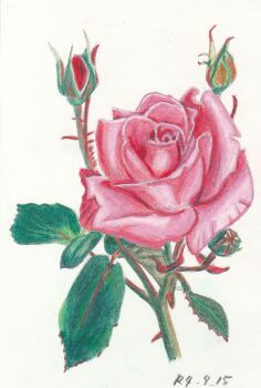 Rule 34 | bud, colored pencil (medium), commentary request, flower, flower focus, highres, hiroto re brut, leaf, no humans, original, pink flower, pink rose, plant, plant focus, rose, simple background, still life, traditional media, white background