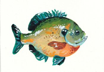 Rule 34 | animal focus, bluegill, commentary, english commentary, fish, from side, full body, gouache (medium), highres, no humans, original, painterly, painting (medium), rnbwtrout, simple background, traditional media, white background