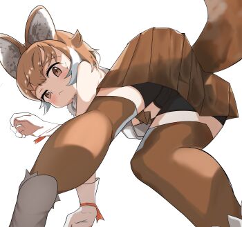 1girl absurdres animal_ears bare_shoulders bike_shorts bike_shorts_under_skirt blush boots brown_eyes brown_hair brown_skirt brown_thighhighs commentary_request dhole_(kemono_friends) dog_ears dog_girl dog_tail from_below gloves hair_between_eyes highres kemono_friends kemono_friends_3 llb looking_at_viewer multicolored_hair pleated_skirt shirt short_hair sidelocks skirt sleeveless solo sweatdrop tail thighhighs two-tone_thighhighs white_boots white_gloves white_hair white_shirt white_thighhighs zettai_ryouiki