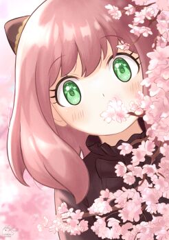 1girl anya_(spy_x_family) artofbluejay black_shirt blush cherry_blossoms commentary_request covered_mouth eyelashes hairpods highres looking_at_viewer peeking pink_background pink_hair shirt short_hair signature solo spy_x_family