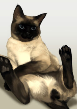 Rule 34 | animal, animal focus, animal hands, as109, as109's cat, blue eyes, cat, claws, colorpoint (pattern), gradient background, highres, lying, no humans, on back, original, pawpads, realistic, shadow, siamese cat, solo, testicles, whiskers