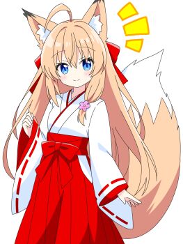 1girl ahoge animal_ear_fluff animal_ears blonde_hair blue_eyes blush closed_mouth commentary_request cowboy_shot dot_nose flower fox_ears fox_girl fox_tail hair_between_eyes hair_flower hair_intakes hair_ornament hair_ribbon hakama hakama_skirt hand_up highres japanese_clothes kimono kotatsu-mazoku long_hair long_sleeves looking_at_viewer miko miko_fox_girl_(kotatsu-mazoku) notice_lines original pink_flower red_hakama red_ribbon ribbon simple_background skirt smile solo tail white_background white_kimono wide_sleeves