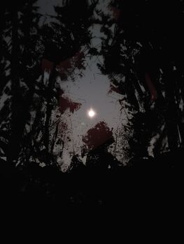 absurdres commentary forest from_below highres landscape nature no_humans original outdoors painterly scenery silhouette sun sunrise symbol-only_commentary tree twulfs