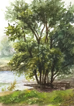 commentary_request day no_humans okasira original outdoors real_world_location river scenery tree