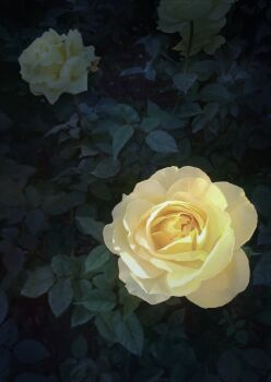 commentary_request flower flower_focus leaf no_humans original photorealistic plant plant_focus realistic rose white_flower white_rose yu02257951
