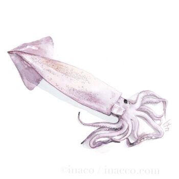 artist_name commentary_request food food_focus inaco no_humans original painting_(medium) signature simple_background squid still_life tentacles traditional_media watercolor_(medium) white_background