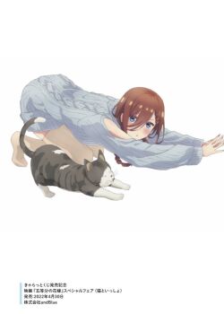 1girl aran_sweater artist_request blue_eyes blue_sweater blush boots braid brown_boots brown_hair cable_knit cat cat_stretch commentary_request full_body go-toubun_no_hanayome hair_between_eyes long_hair looking_at_viewer loosely_tucked_bangs nakano_miku off-shoulder_sweater off_shoulder parted_lips simple_background stretching sweater thigh_boots white_background