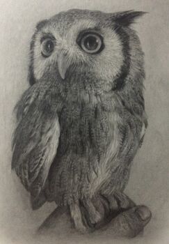 1other absurdres animal animal_focus animal_on_hand bird chons-48 commentary_request graphite_(medium) greyscale highres horned_owl monochrome original out_of_frame owl traditional_media