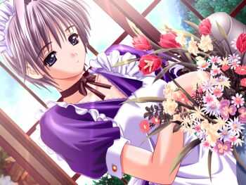 1girl apron blue_eyes bouquet breasts choker dutch_angle flower game_cg grey_hair holding holding_bouquet indoors izumi_shion_(ningyou_no_yakata) looking_at_viewer m&amp;m_(mickey_and_mackey) maid_apron maid_headdress medium_breasts ningyou_no_yakata solo window