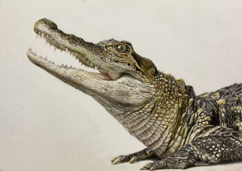 Rule 34 | absurdres, alligator, animal, animal focus, colored pencil (medium), commentary request, crocodilian, highres, no humans, ohp95kg, original, photorealistic, realistic, simple background, traditional media, white background