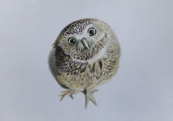 animal animal_focus bird colored_pencil_(medium) commentary_request highres no_humans ohp95kg original owl photorealistic realistic simple_background traditional_media white_background