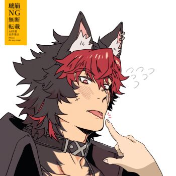 1boy animal_ear_fluff animal_ear_piercing animal_ears black_hair black_jacket blush body_fur collar collarbone commentary_request dog_boy dog_ears finger_to_another&#039;s_mouth flying_sweatdrops hair_between_eyes highres jacket jewelry komano_manato looking_down male_focus multicolored_hair muscular muscular_male necklace notice_lines out_of_frame portrait red_eyes red_hair scar scar_across_eye scar_on_face short_hair simple_background solo_focus tizumame tongue tongue_out white_background zenless_zone_zero