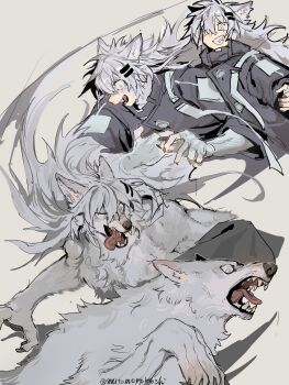 1girl animal animal_ear_fluff animal_ears animalization arknights artist_name black_coat black_jacket coat commentary_request crazy_smile fangs fingerless_gloves floating_hair from_side gloves grey_background grey_eyes grey_fur grey_hair grin hair_between_eyes hair_ornament hairclip high_collar highres jacket lappland_(arknights) long_hair long_sleeves looking_ahead looking_to_the_side messy_hair multiple_views mutomorokoshi open_mouth running scar scar_across_eye scar_on_face sharp_teeth simple_background smile teeth tongue tongue_out twitter_username upper_body very_long_hair wolf wolf_ears wolf_girl
