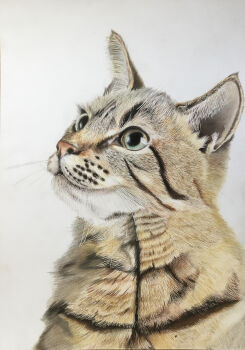Rule 34 | absurdres, animal, animal focus, cat, colored pencil (medium), commentary request, highres, no humans, ohp95kg, original, photorealistic, realistic, simple background, traditional media, white background