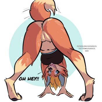 1girl all_fours animal_crossing animal_hands ass audie_(animal_crossing) blue_background blue_eyes bottomless bra breasts capaoculta cleft_of_venus fangs from_behind furry highres jack-o'_challenge legs_apart looking_at_viewer medium_breasts multicolored_fur nintendo no_panties open_mouth orange_fur orange_hair presenting pussy solo sports_bra sweatdrop tail tail_wagging top-down_bottom-up underwear white_background wolf yoga