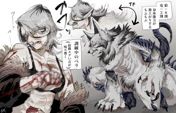 1girl abs absurdres black_hair black_jacket bleeding blood blood_on_face blood_on_hands body_fur ckillust claws clenched_hands colored_inner_hair commentary_request furry furry_female gradient_background grey_background grey_fur grey_hair highres jacket looking_at_viewer multicolored_hair multiple_views muscular muscular_female neck_fur original toned toned_female transformation translation_request yellow_eyes