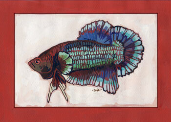 Rule 34 | animal, animal focus, border, commentary, english commentary, fish, from side, full body, jagalart, no humans, original, painterly, red border, siamese fighting fish, simple background, white background