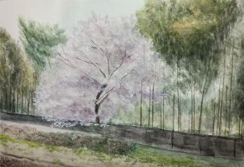 cherry_blossoms commentary day forest grass harusa1107 highres nature no_humans original outdoors painting_(medium) scenery shadow symbol-only_commentary traditional_media tree watercolor_(medium)